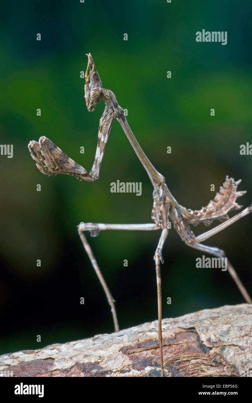 Kegel-Kopf Mantis (Empusa Fasciata), bereit für die Jagd Stockfoto