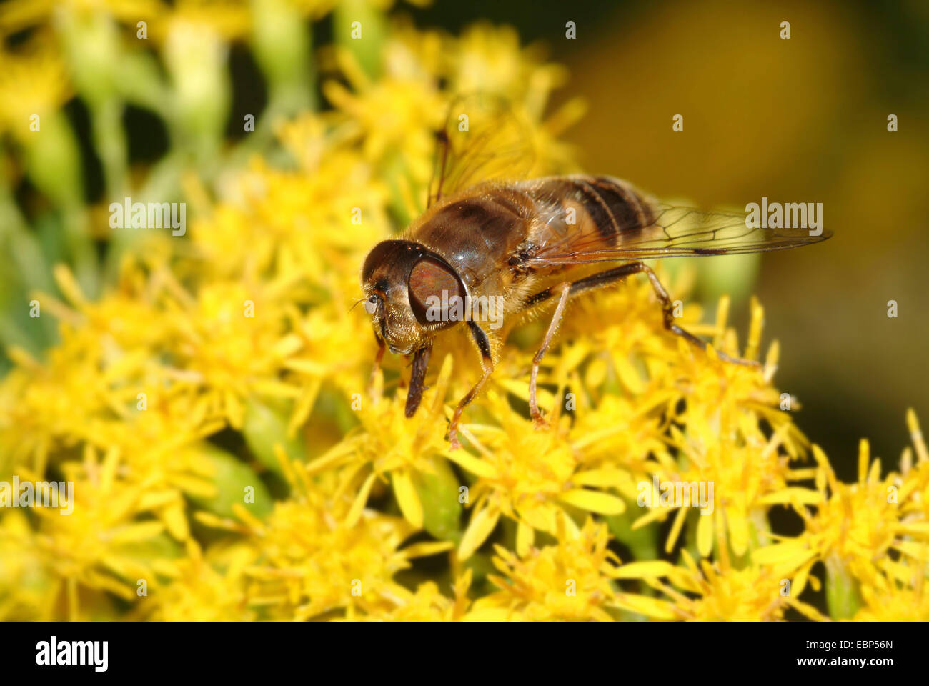 Drohne Fliege (Eristalis Pertinax), gelbe Blüten, Deutschland Stockfoto