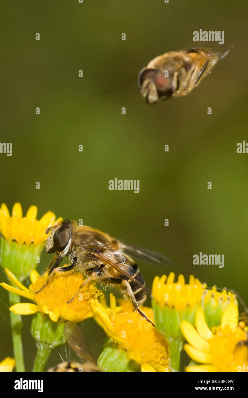 Hoverfly (Eristalis Interrupta), ein Hoverfly sitzen auf gelbe Blume, eine Annäherung an, Deutschland Stockfoto