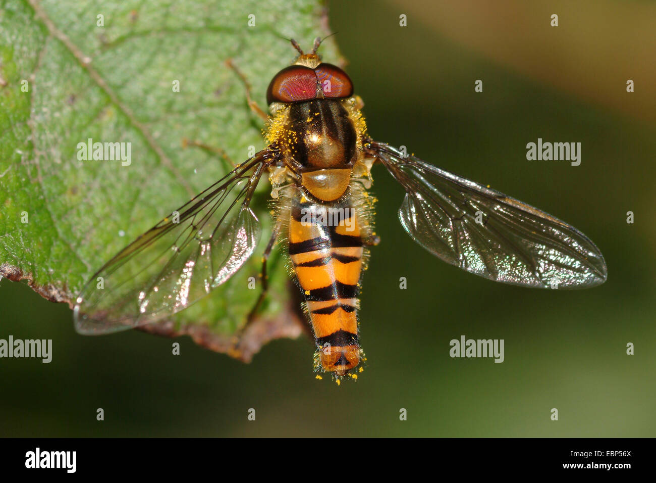 Marmelade Hoverfly (Episyrphus Balteatus), auf einem Blatt, Deutschland Stockfoto