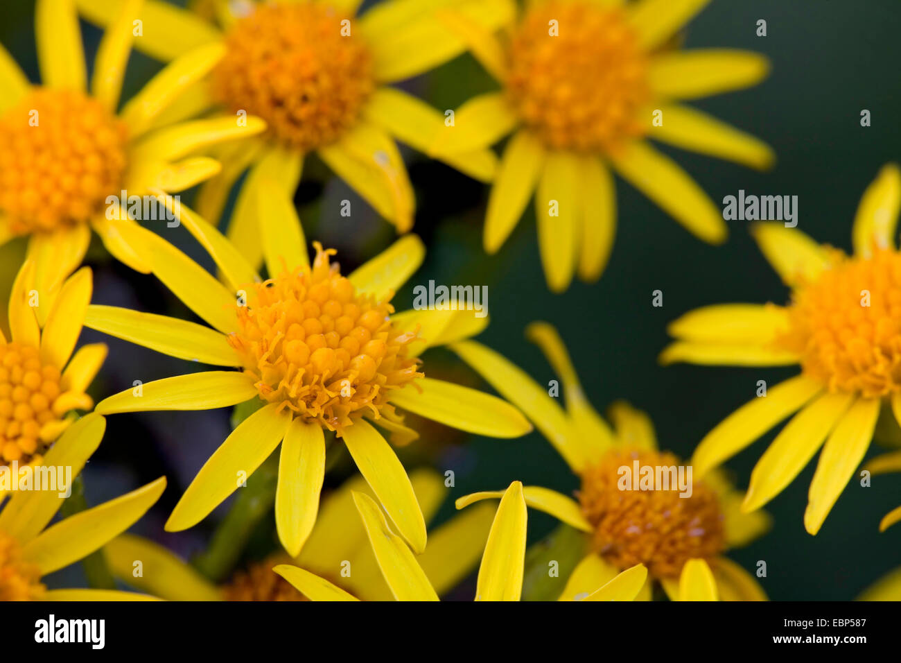 gemeinsamen Kreuzkraut, stinkender Willie, Rainfarn Kreuzkraut, Rainfarn Kreuzkraut (Senecio Jacobaea), Blütenstände, Deutschland, Schleswig-Holstein Stockfoto