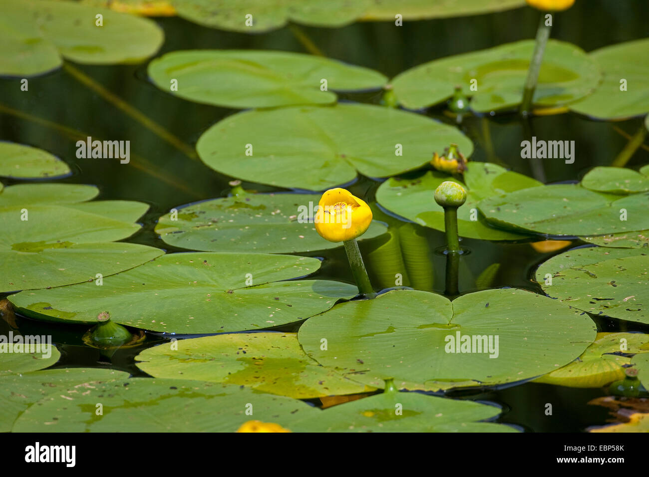 Gelbe seerose Fotos und Bildmaterial in hoher Auflösung Alamy