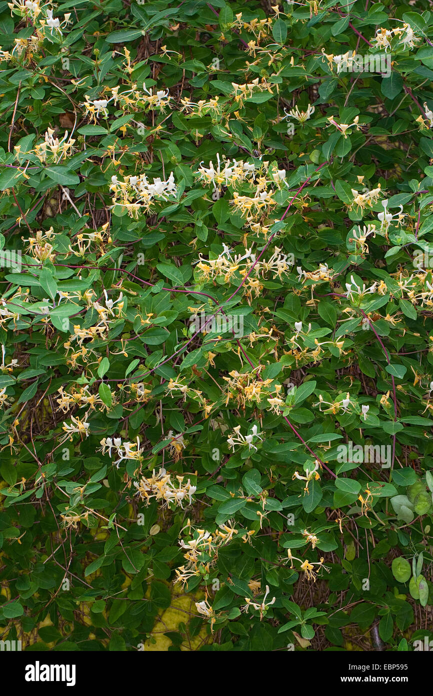 Woodbine Geißblatt, englische wilden Geißblatt (Lonicera Periclymenum), blühen, Deutschland Stockfoto