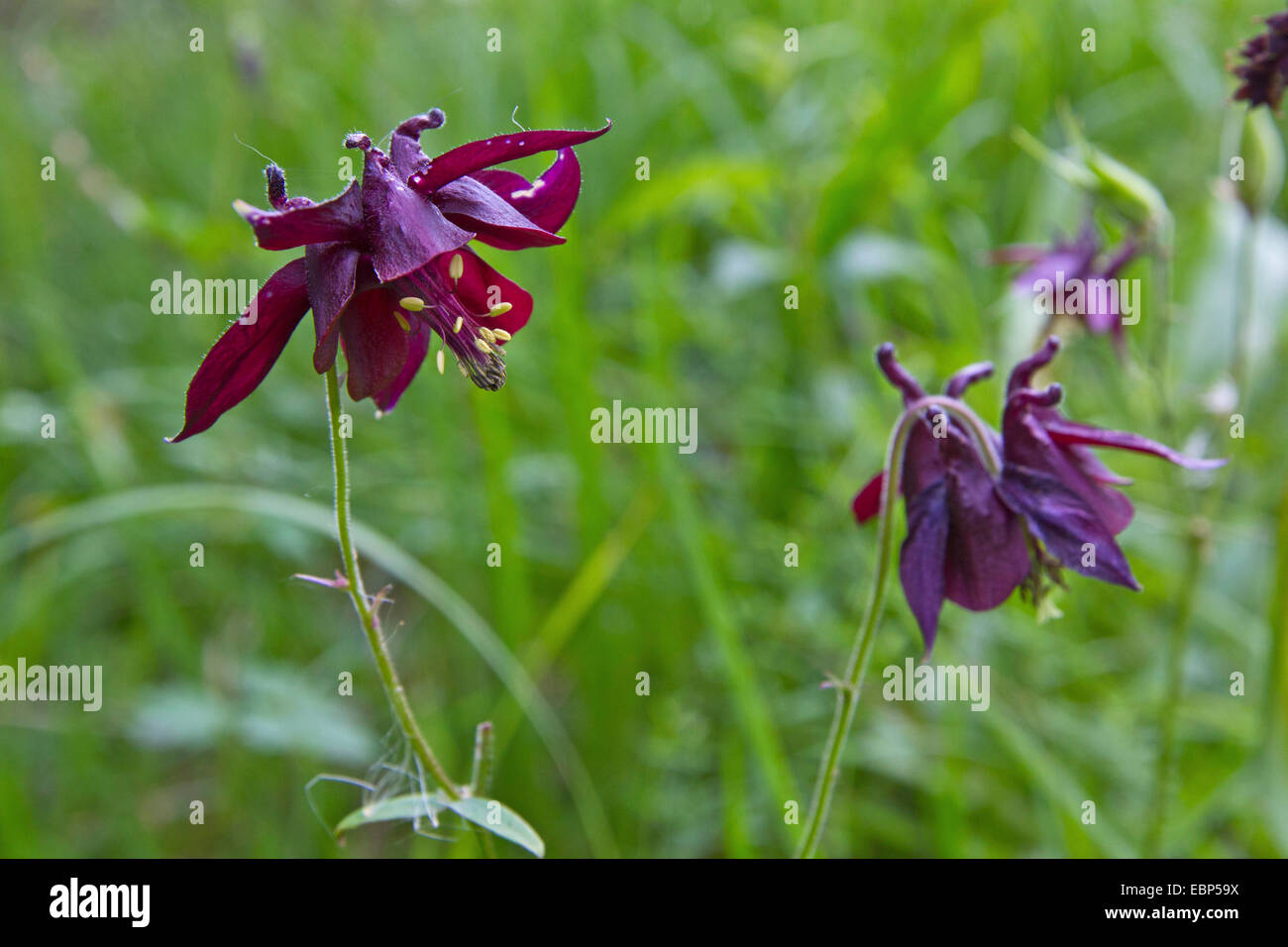 Akelei (Aquilegia Atrata), Blumen, Deutschland, Bayern, Staffelsee Stockfoto