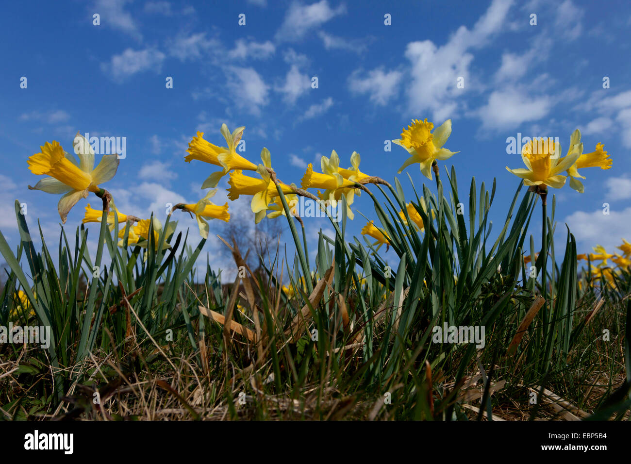 gemeinsamen Narzisse (Narcissus Pseudonarcissus), wilde Narzissen in Perlenbach Valley, Perlenbachtal, Deutschland, Nordrhein-Westfalen, Eifel Nationalpark Stockfoto