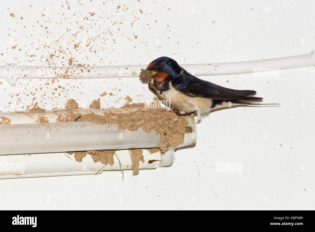 Rauchschwalbe (Hirundo Rustica), Schwalbe Gebäude Nest, Griechenland Stockfoto