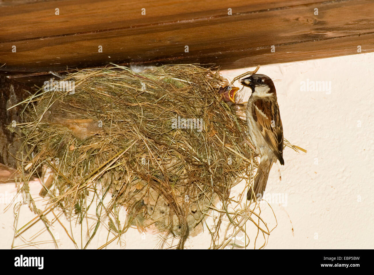 Haussperling (Passer Domesticus), männliche am Nest Fütterung juvenile, Griechenland Stockfoto