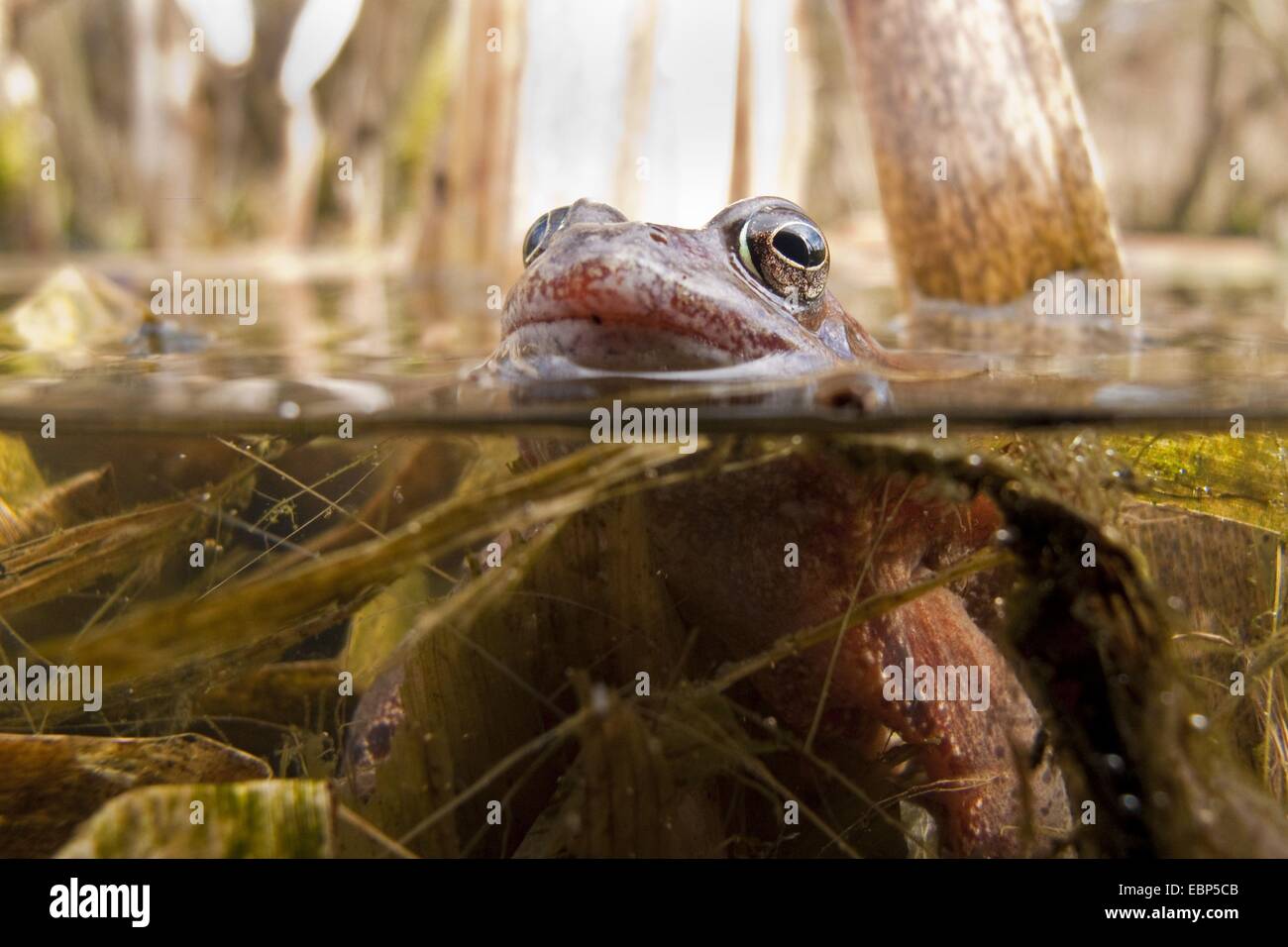 Frosch in frischem wasser Fotos und Bildmaterial in hoher Auflösung