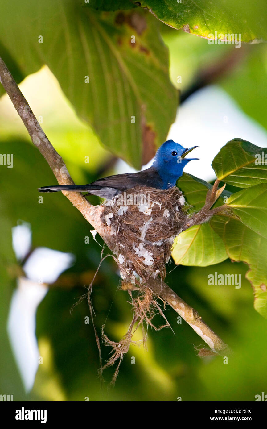 Schwarz-Himalaja-blauen Monarch (Hypothymis Azurea), weibliche am Nest, Indien, Andamanen, Havelock Island Stockfoto