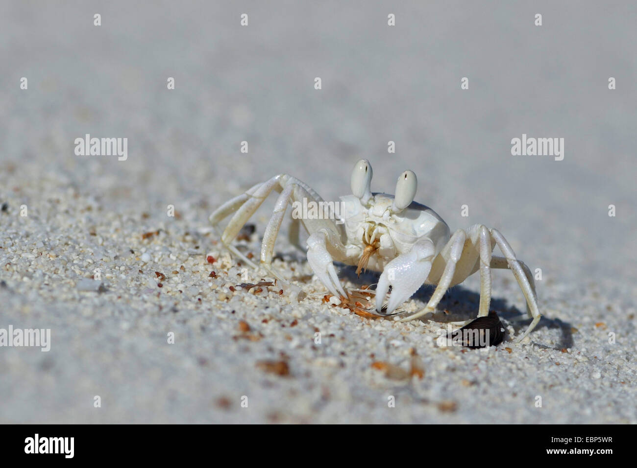Ghost-Krabbe (Ocypode Cordimana, Ocypode Cordimanus), junge Krabben essen am Strand, Seychellen, Bird Island Stockfoto