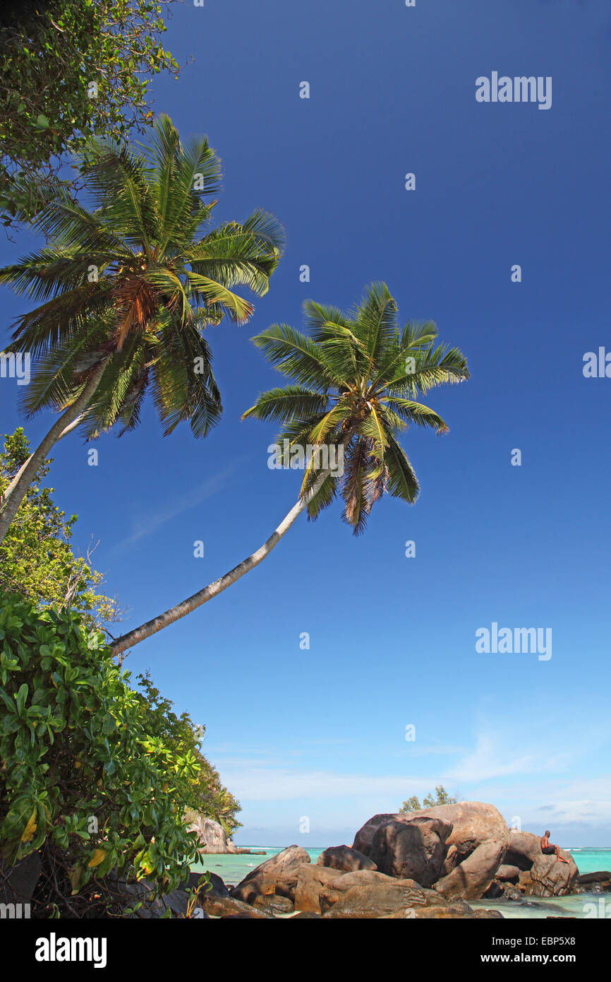 Kokospalme (Cocos Nucifera), Kokosnuss Palmen, an der Anse Forbans, Seychellen, Mahe Stockfoto