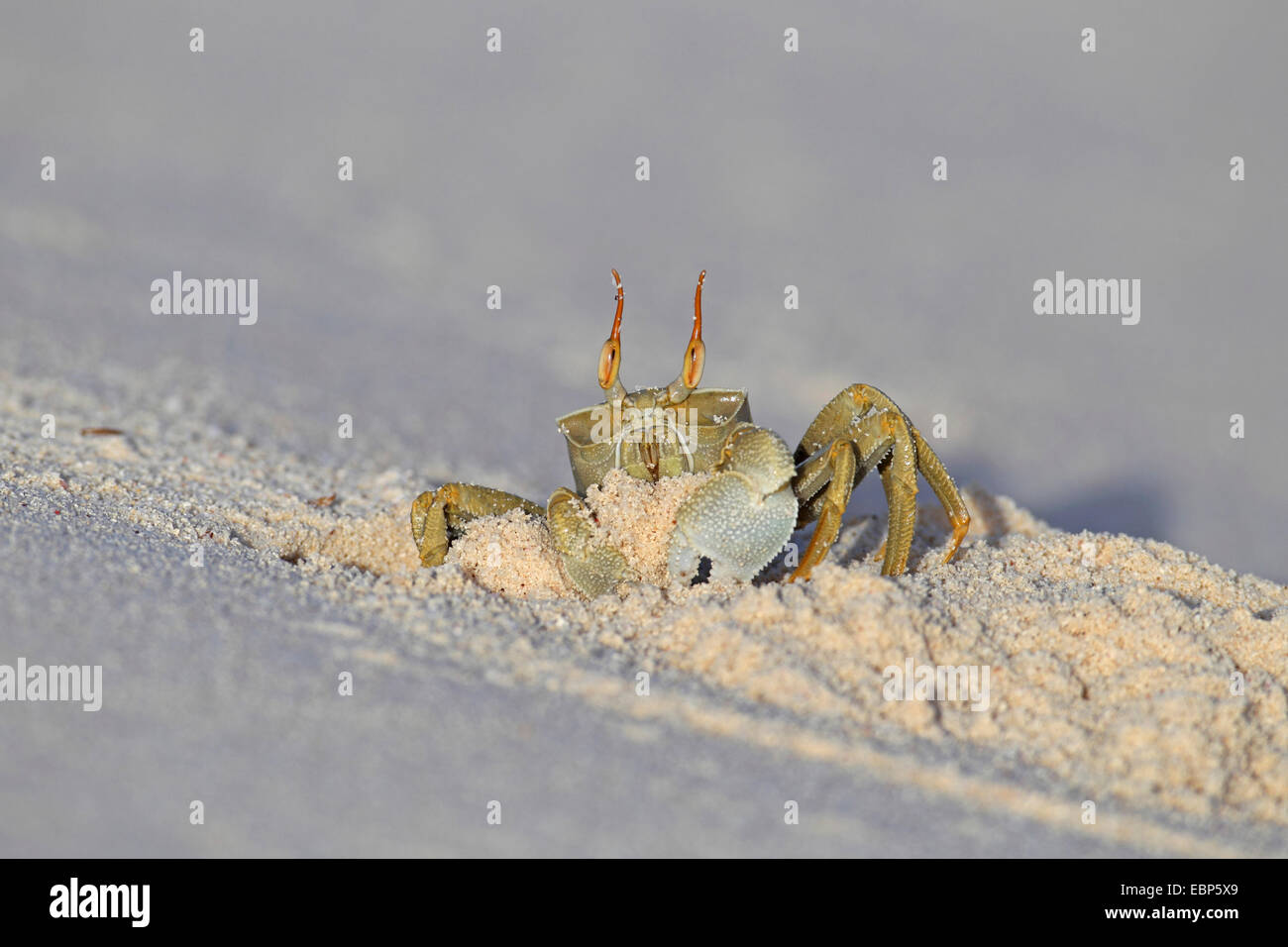 Ghost-Krabbe, Fiedlerkrabbe (Ocypodidae), kriechen aus der Höhle in den Sand, Seychellen, Bird Island Stockfoto