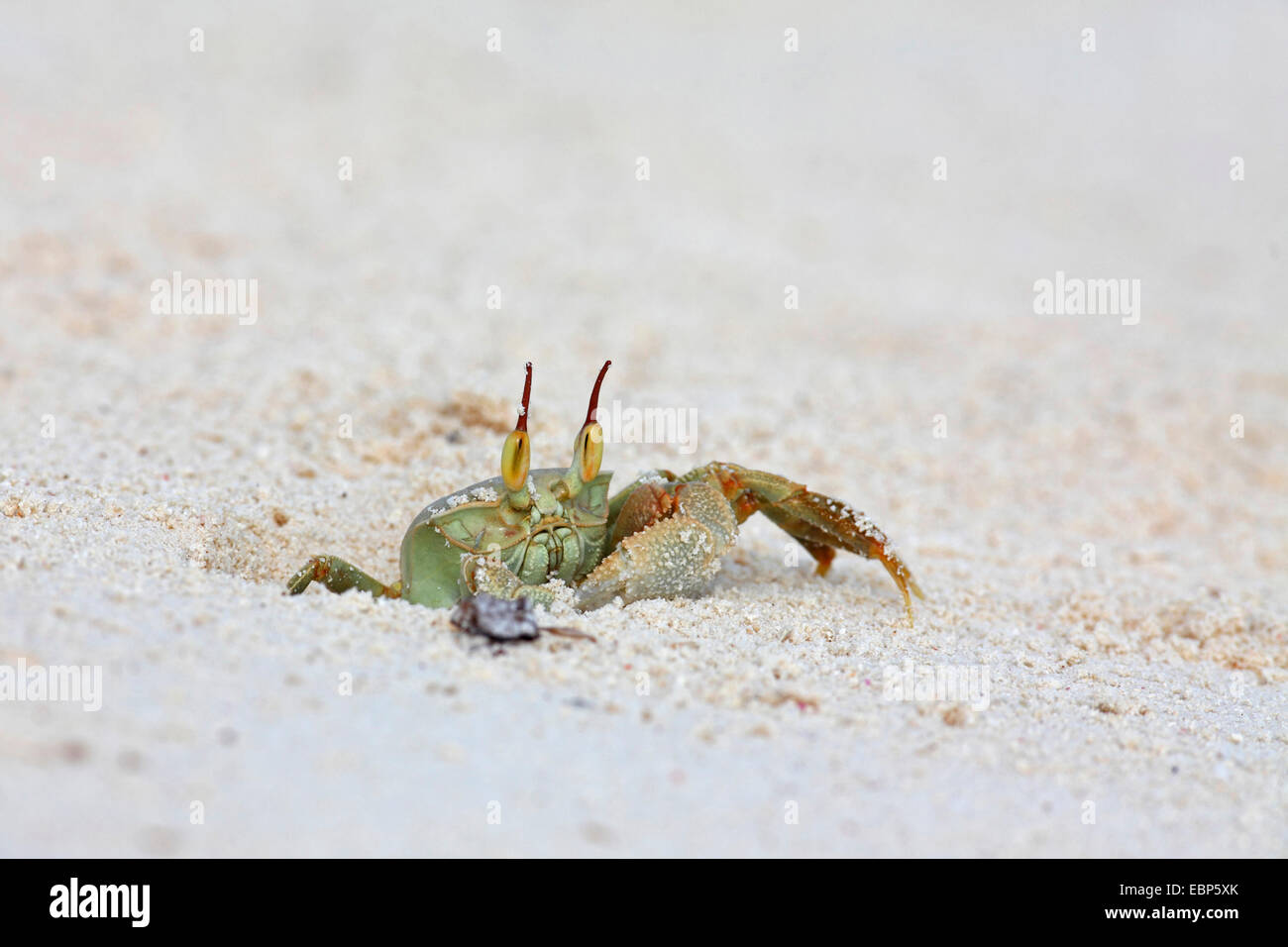 Ghost-Krabbe, Fiedlerkrabbe (Ocypodidae), kriechen aus der Höhle in den Sand, Seychellen, Bird Island Stockfoto