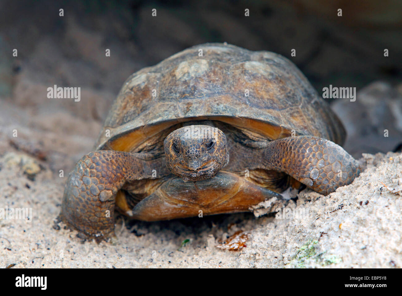 Gopher Schildkröte, Florida Gopher Schildkröte (Gopherus Polyphemus), sitzt im Sand, USA, Florida Stockfoto