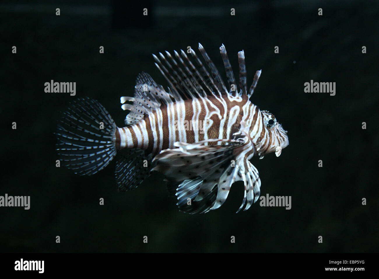 Rot Rotfeuerfisch (Pterois Volitans) im Berliner Zoo, Deutschland. Stockfoto