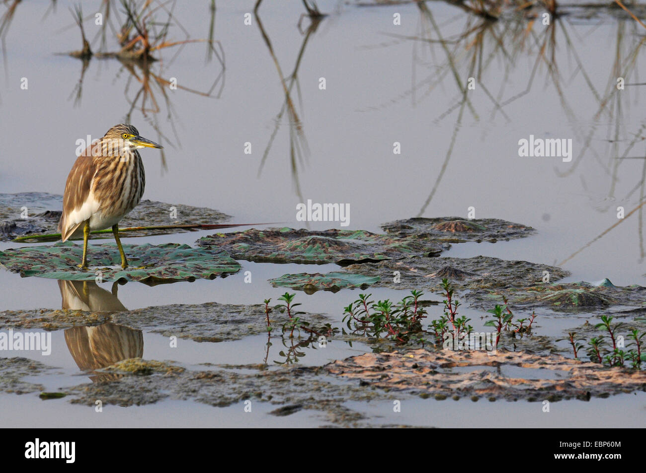 Chinesischen Teich Heron (Ardeola Bacchus), stehend auf einem Wasser Pflanze, Blatt und lauern für Lebensmittel, Sri Lanka, Wilpattu Nationalpark Stockfoto