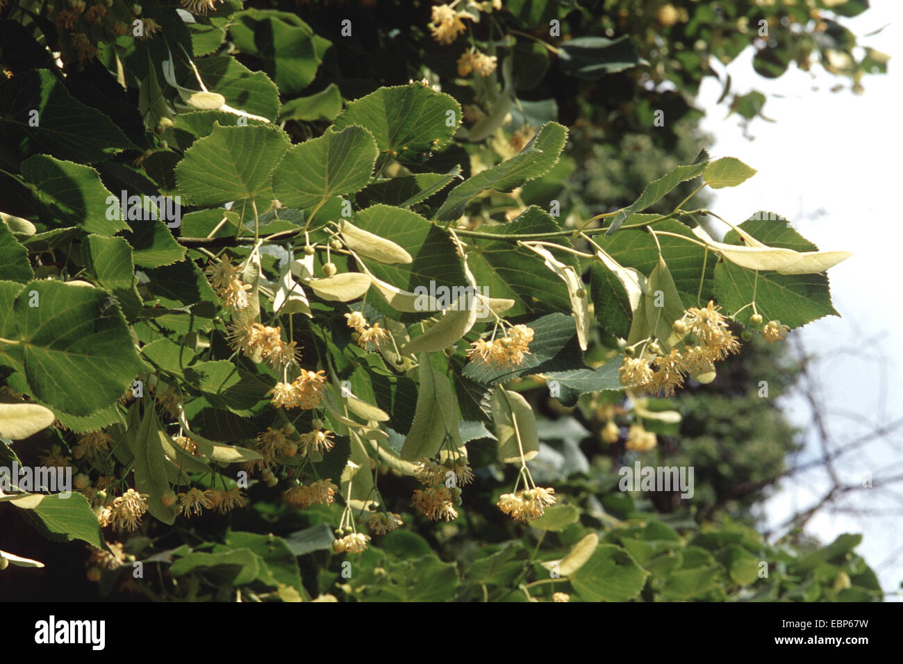 großblättrige Linde, Linde (Tilia Platyphyllos), blühenden Zweig, Deutschland Stockfoto