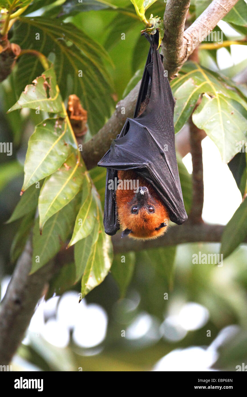 Seychellen-Flughund, Seychellen-Flughund (Pteropus Seychellensis) hängt in einem Baum, Seychellen, Mahe Stockfoto