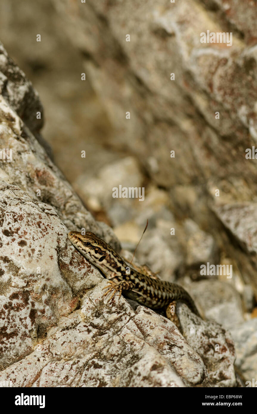 Erhards Mauereidechse (Podarcis Erhardii, Lacerta Erhardii, Podarcis Erhardii Riveti), auf einem Felsen Sporn, Griechenland, Mazedonien Stockfoto
