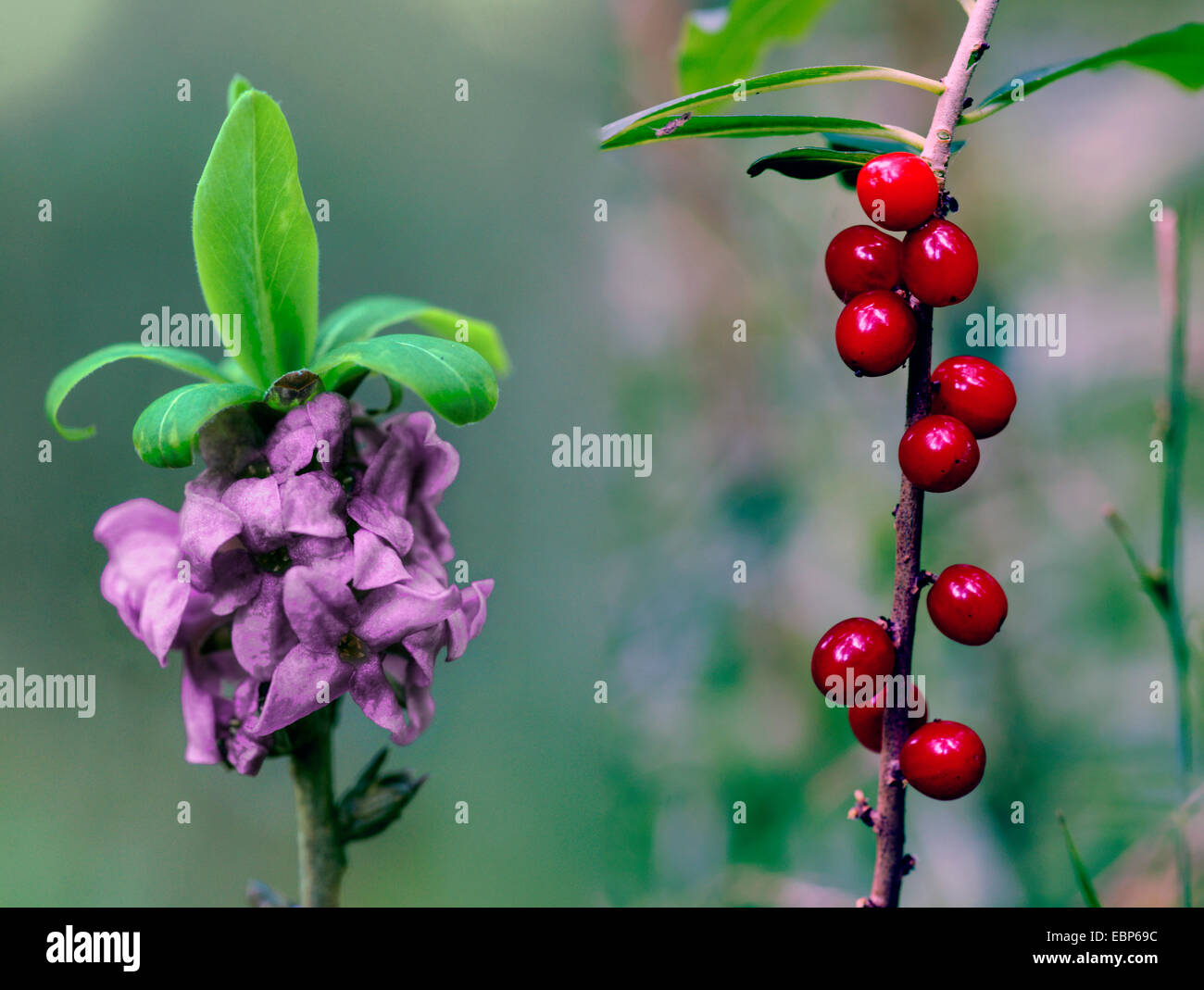 Seidelbast, Februar Daphne (Daphne Mezereum), Blüte und Fruchtbildung, Deutschland, Bayern, Oberbayern, Oberbayern Stockfoto