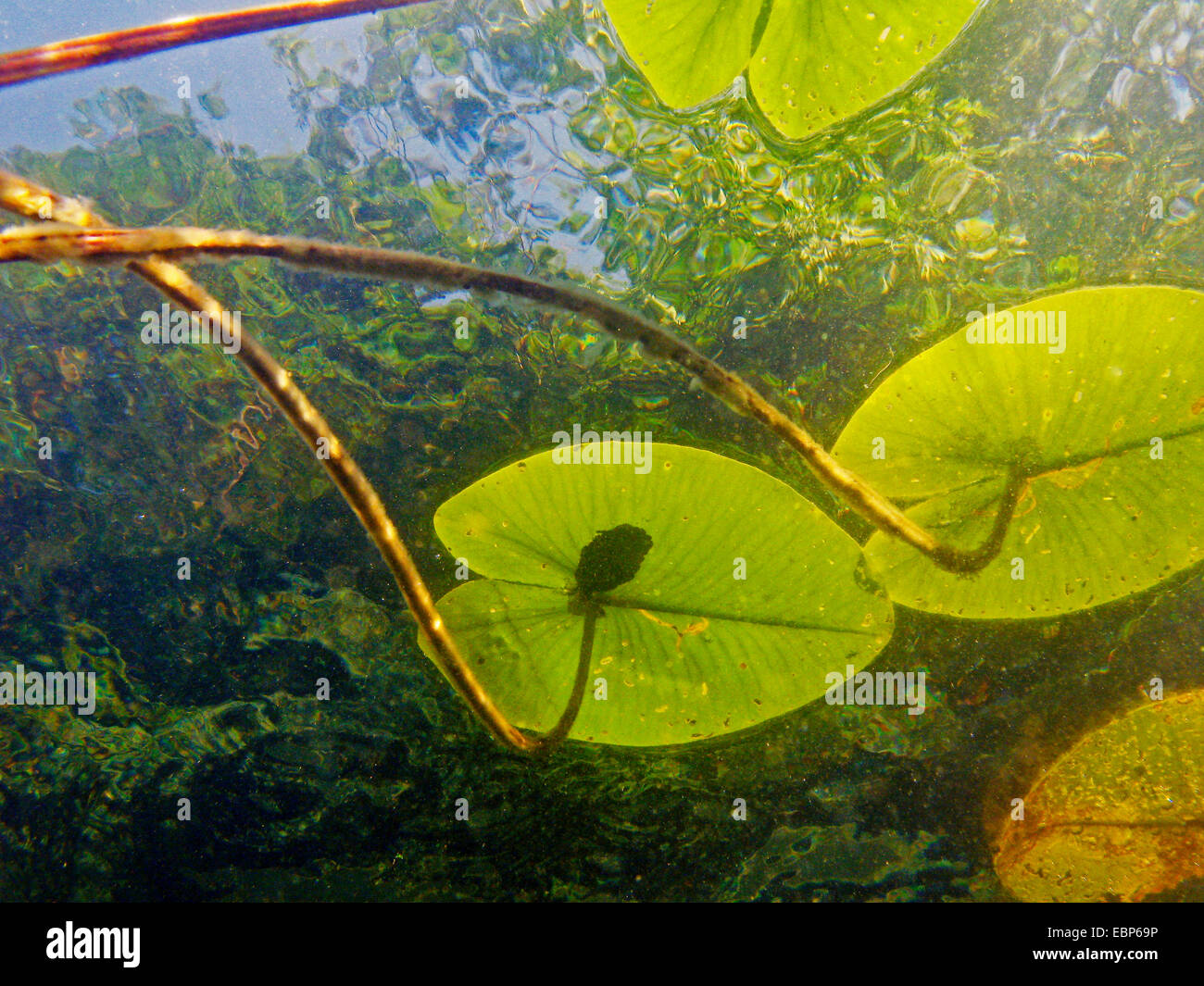 Nymphaea alba underwater deutschland Fotos und Bildmaterial in hoher
