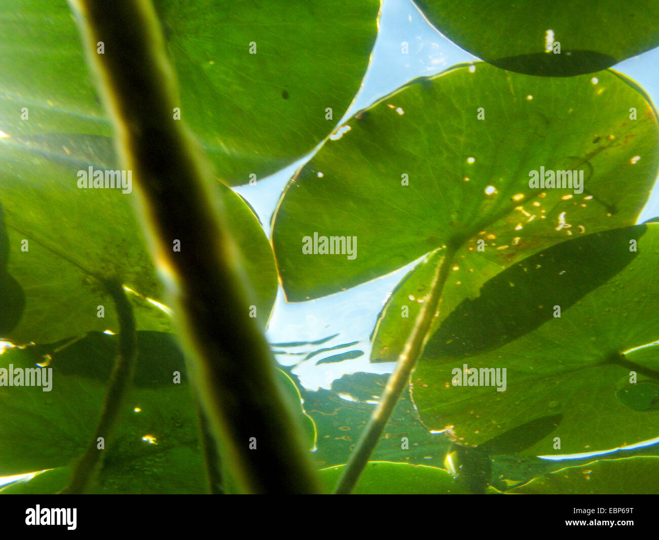 Weiße Seerose, weiße Teich Lily (Nymphaea Alba), Blätter von unten