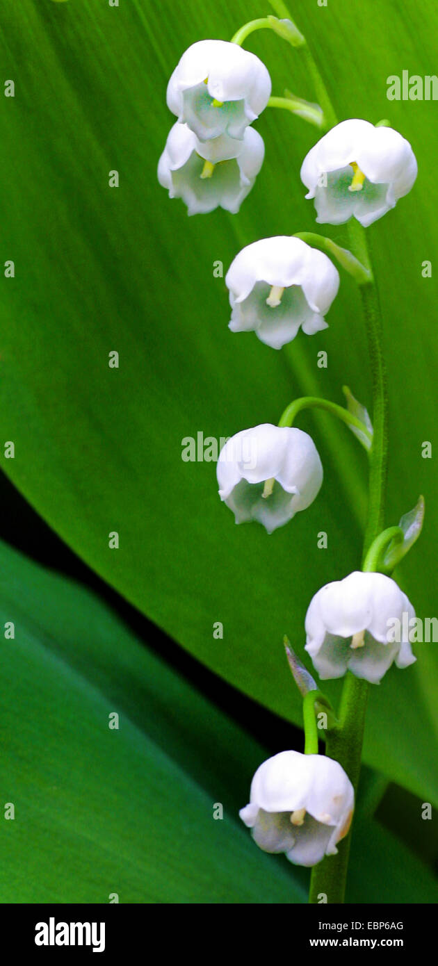 Europäische-von-der-Maiglöckchen (Convallariaarten Majalis), Blütenstand, Deutschland Stockfoto