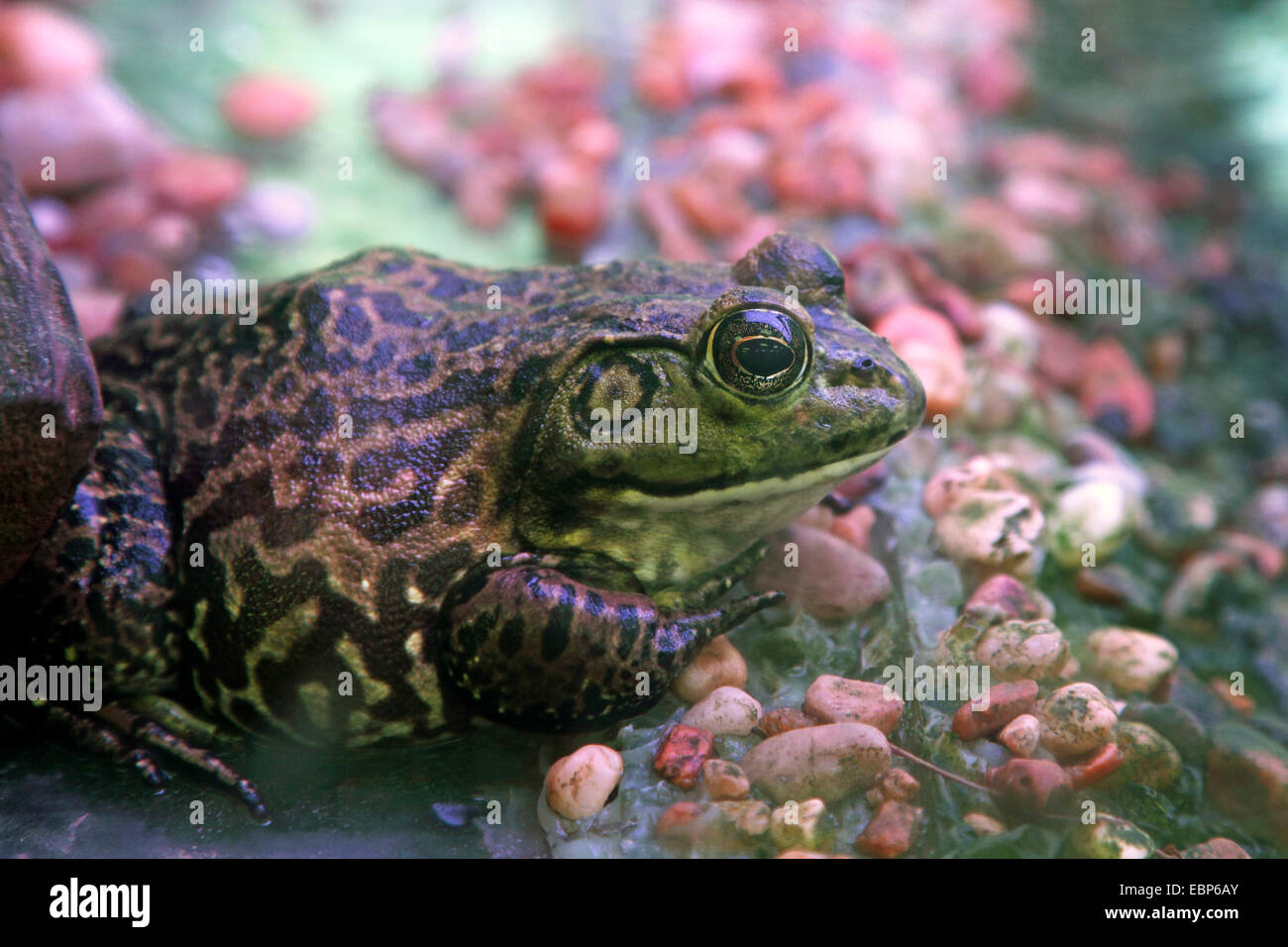 Bullfrog, amerikanischer Ochsenfrosch (Rana Catesbeiana), sitzt auf Kieselsteinen an der Küste, USA, Florida, Homosassa Stockfoto