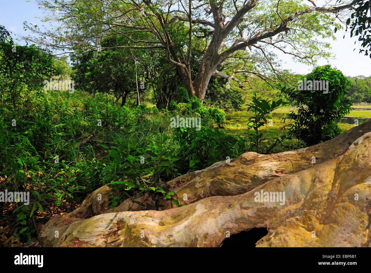 Baum-Wurzel, Sri Lanka, Wilpattu Nationalpark Stockfoto