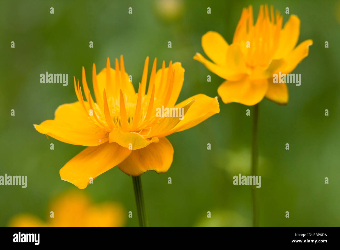 Chinesische Globeflower, orangefarbene Trollblume (Trollblume Chinensis), Blume Stockfoto