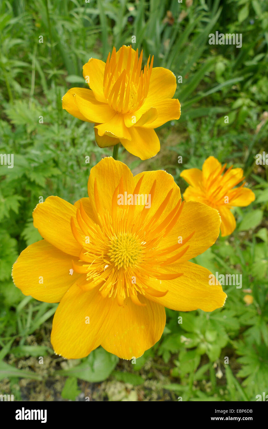 Chinesische Globeflower, orangefarbene Trollblume (Trollblume Chinensis), Blume Stockfoto
