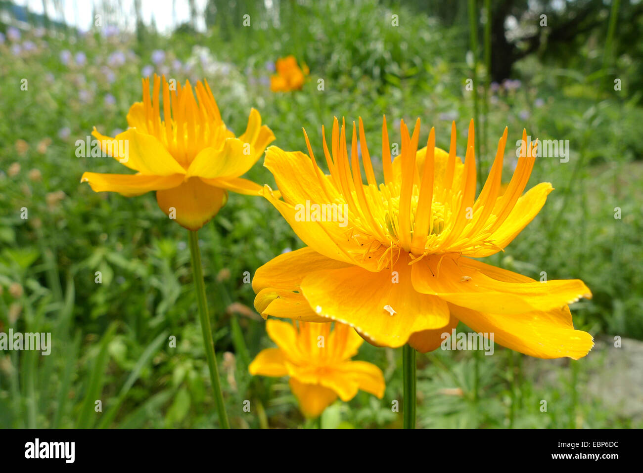 Chinesische Globeflower, orangefarbene Trollblume (Trollblume Chinensis), Blume Stockfoto