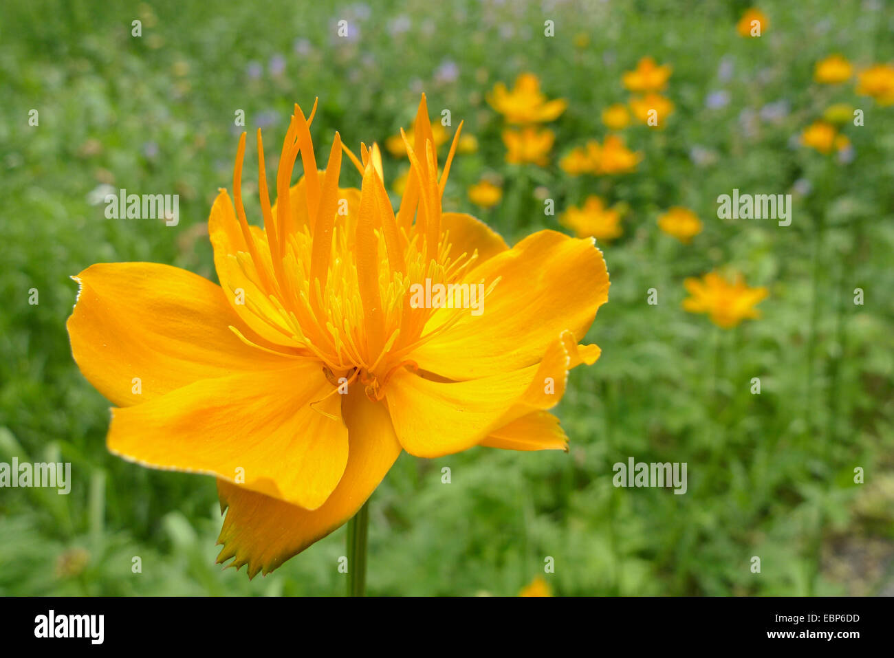 Chinesische Globeflower, orangefarbene Trollblume (Trollblume Chinensis), Blume Stockfoto