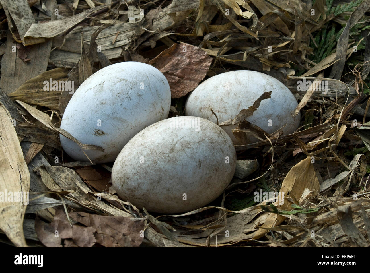 Weißstorch (Ciconia Ciconia), drei Eiern im Nest, Deutschland, Nordrhein-Westfalen Stockfoto