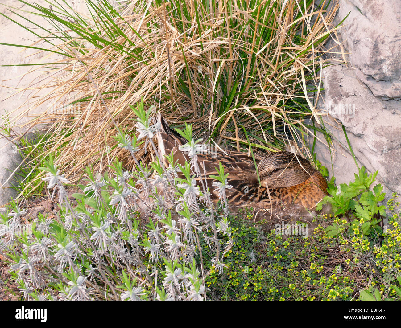 Stockente (Anas Platyrhynchos), weibliche Zucht in eine Felswand, Deutschland Stockfoto