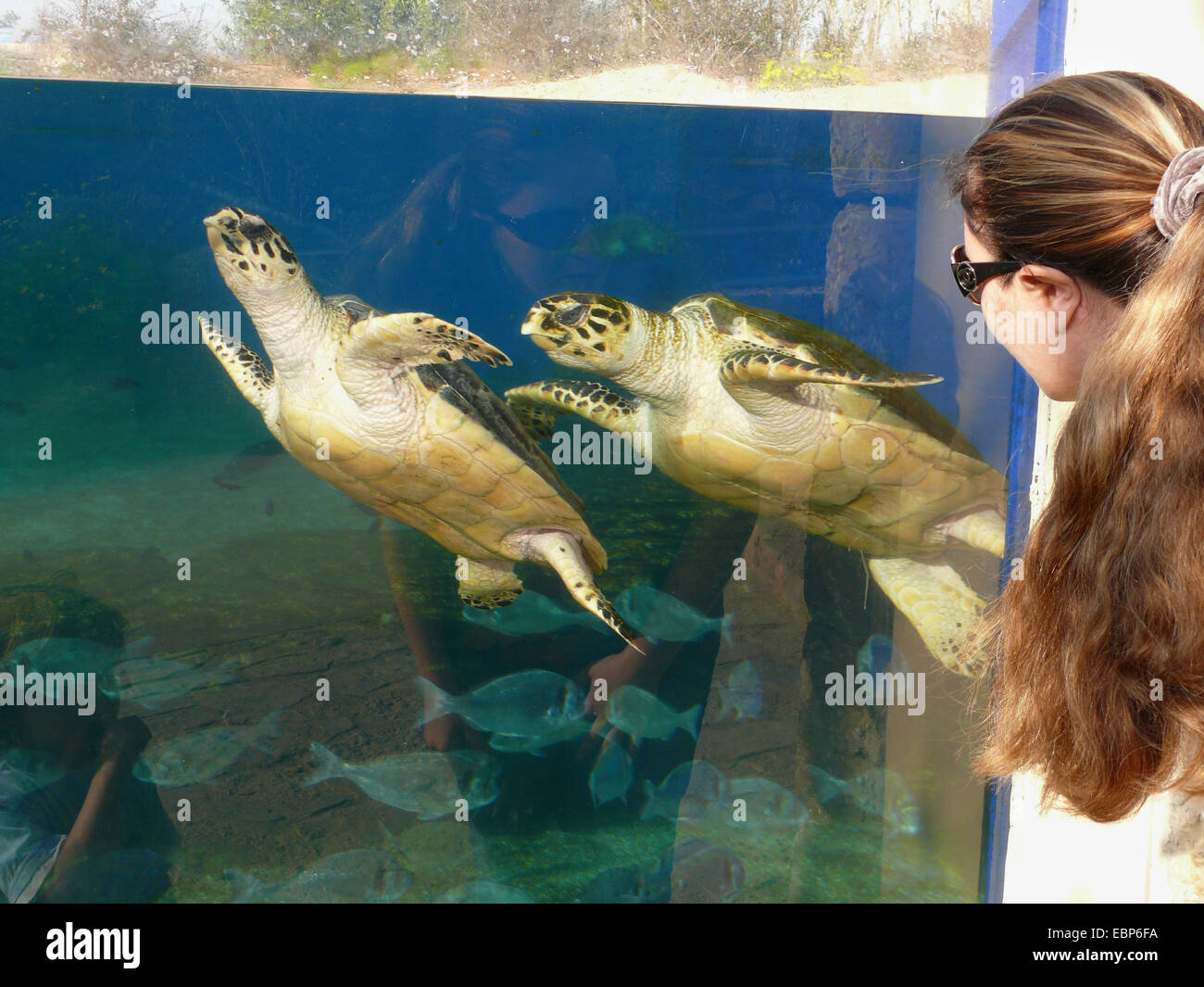 Unechten Karettschildkröte (Caretta Caretta), unechte Frau betrachten zwei Tiere schwimmen durch im Bereich der Outdoor-Aquarium, Spanien Stockfoto