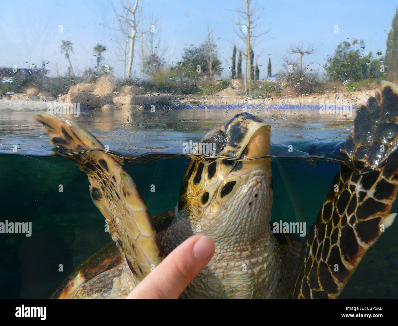 Meeresschildkröte, Karettschildkröten (Caretta Caretta), im Bereich eines Outdoor-Aquariums, angelockt von einem Besucher-Finger, Spanien aus dem Wasser schauen Stockfoto