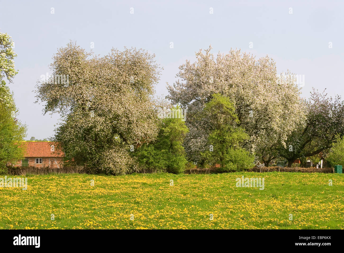 malerisches Dorf mit Löwenzahn Wiese und blühenden, Deutschland Stockfoto