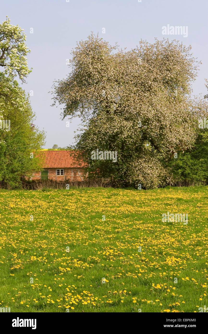 malerisches Dorf mit Löwenzahn Wiese und blühenden, Deutschland Stockfoto