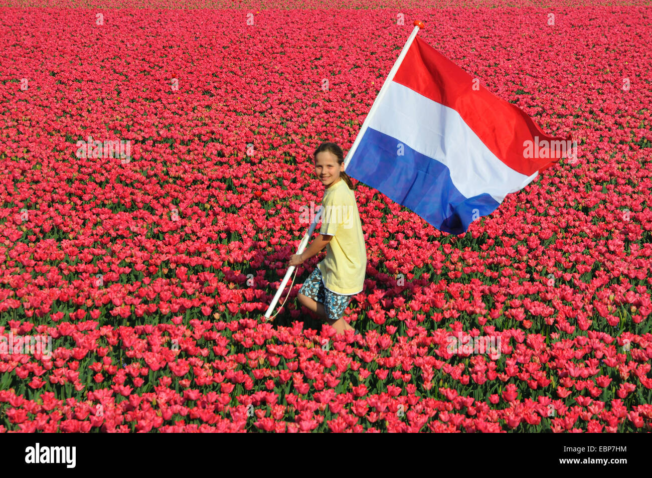 gemeinsamer Garten-Tulpe (Tulipa Gesneriana), junge mit niederländischer Flagge durch blühende Tulpenfeld, Niederlande Stockfoto