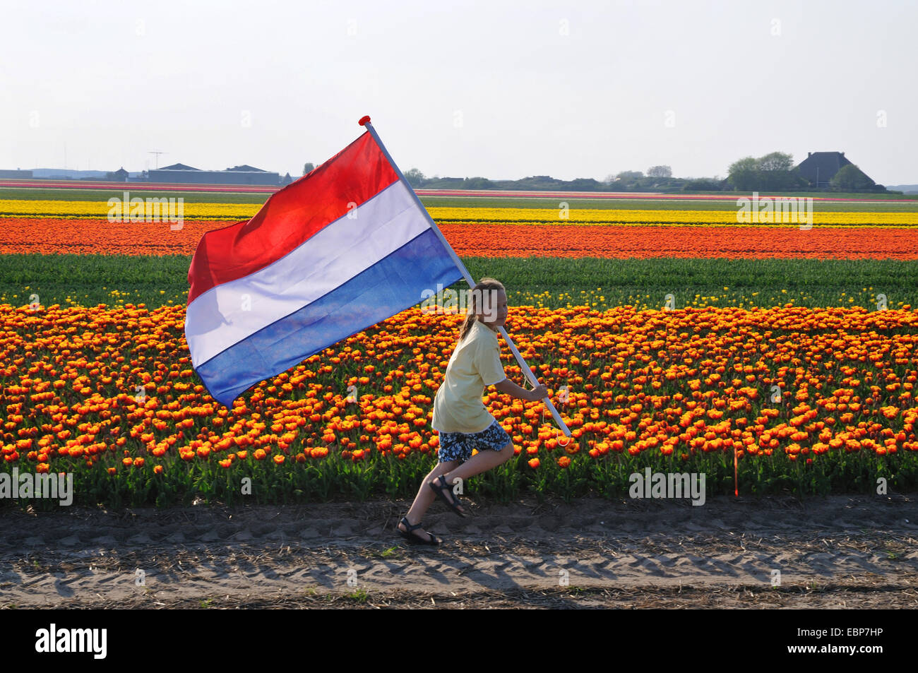gemeinsamer Garten-Tulpe (Tulipa Gesneriana), junge mit niederländischer Flagge läuft vor blühenden Tulpenfeld, Niederlande Stockfoto