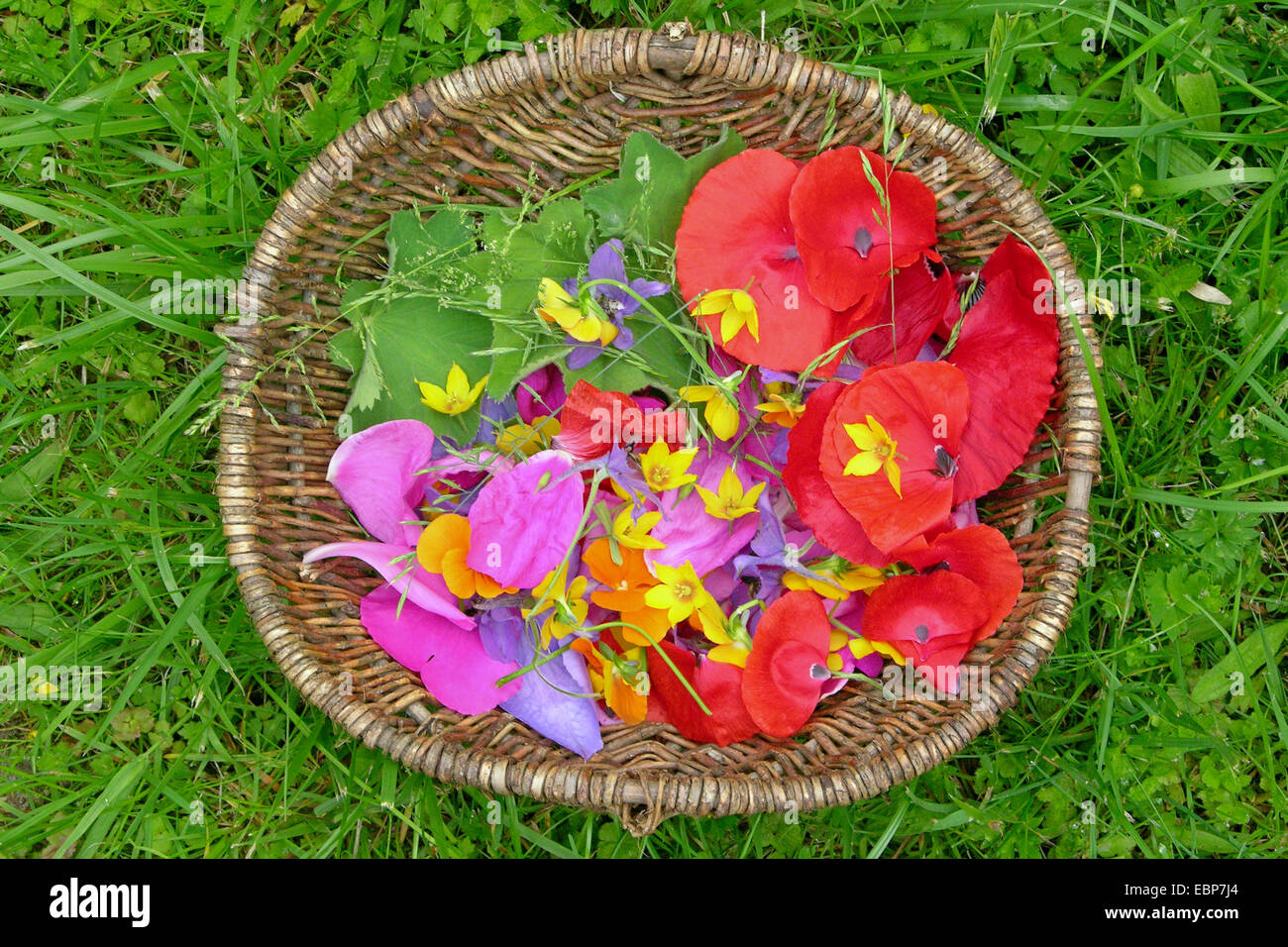verschiedene bunte Blüten in einem Korb, Deutschland Stockfoto