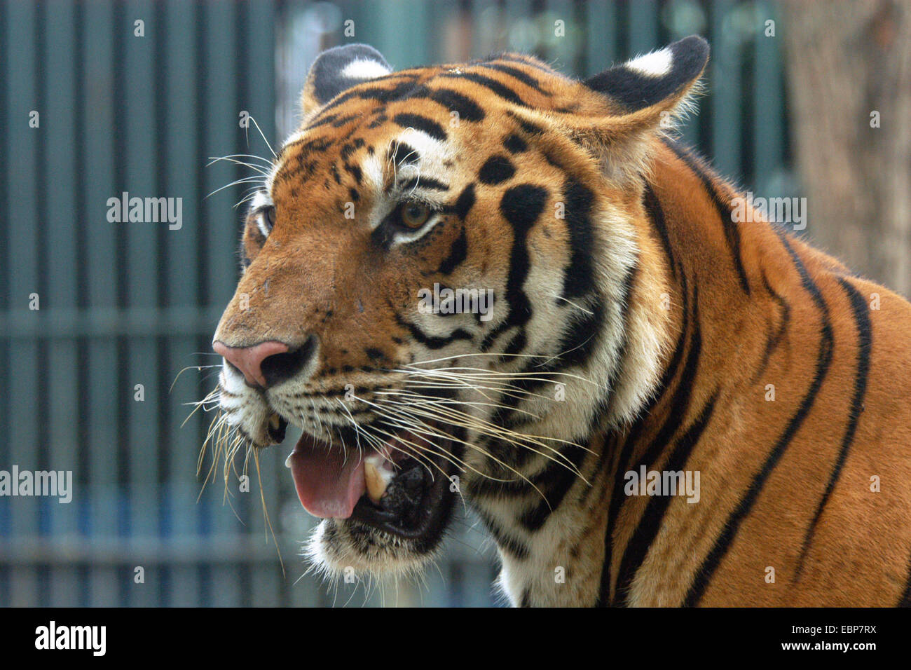 Bengal-Tiger (Panthera Tigris Tigris) im Dusit Zoo in Bangkok, Thailand. Stockfoto