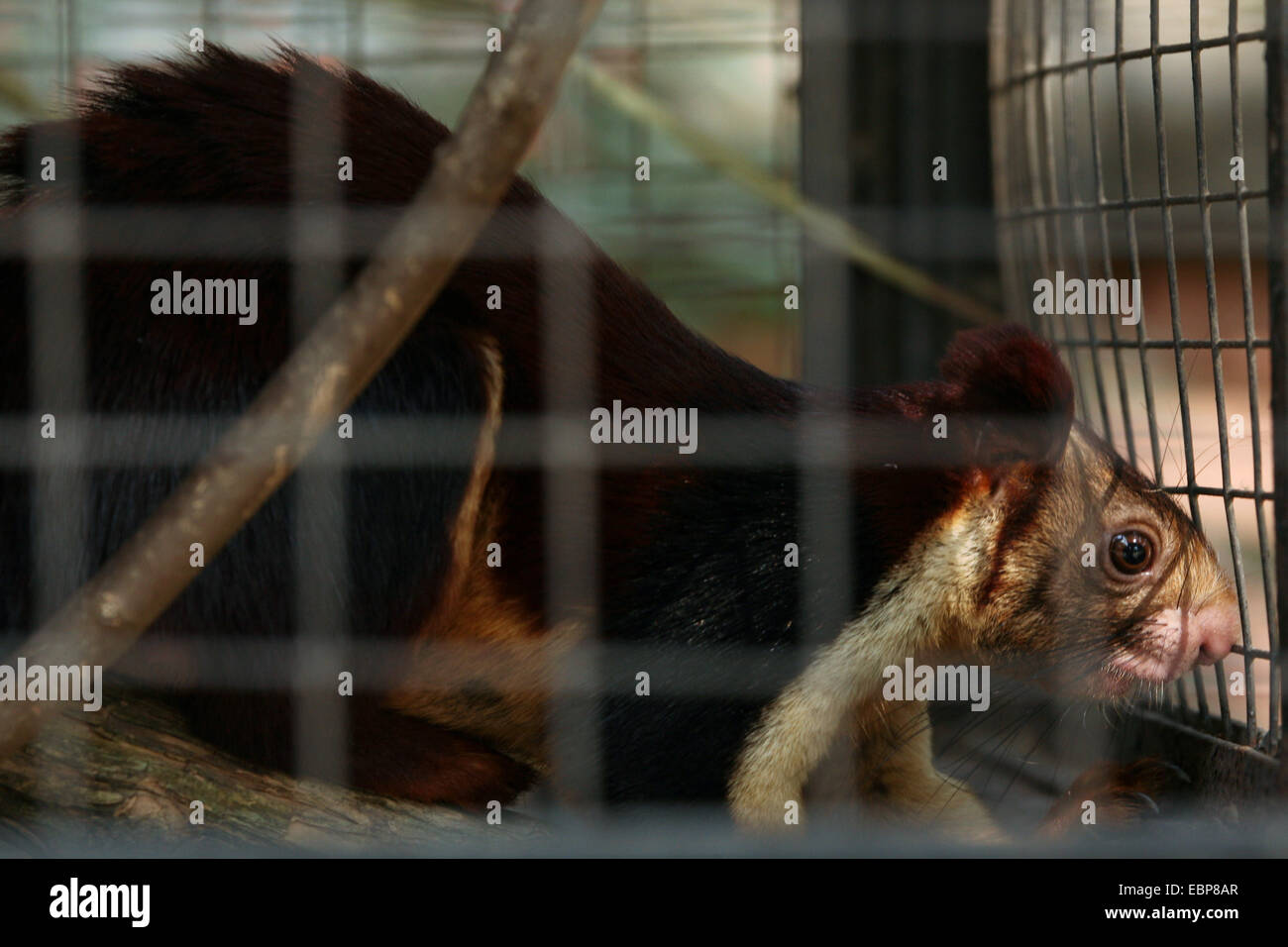 Indische riesiges Eichhörnchen (Ratufa Indica), auch bekannt als das Malabar riesiges Eichhörnchen im zentralen Zoo in Kathmandu, Nepal. Stockfoto