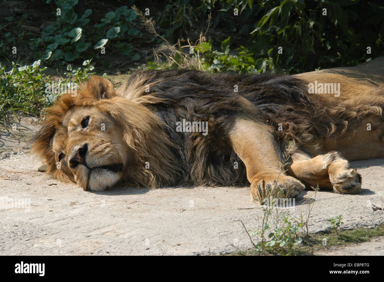 Asiatische Löwe (Panthera Leo Persica), auch bekannt als die indischen Löwen Moskau Zoo. Stockfoto