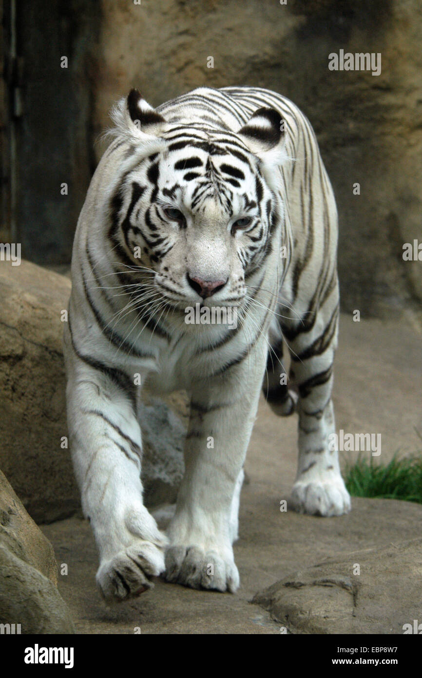 Weiße Tiger (Panthera Tigris Tigris) in Moskau Zoo. Stockfoto