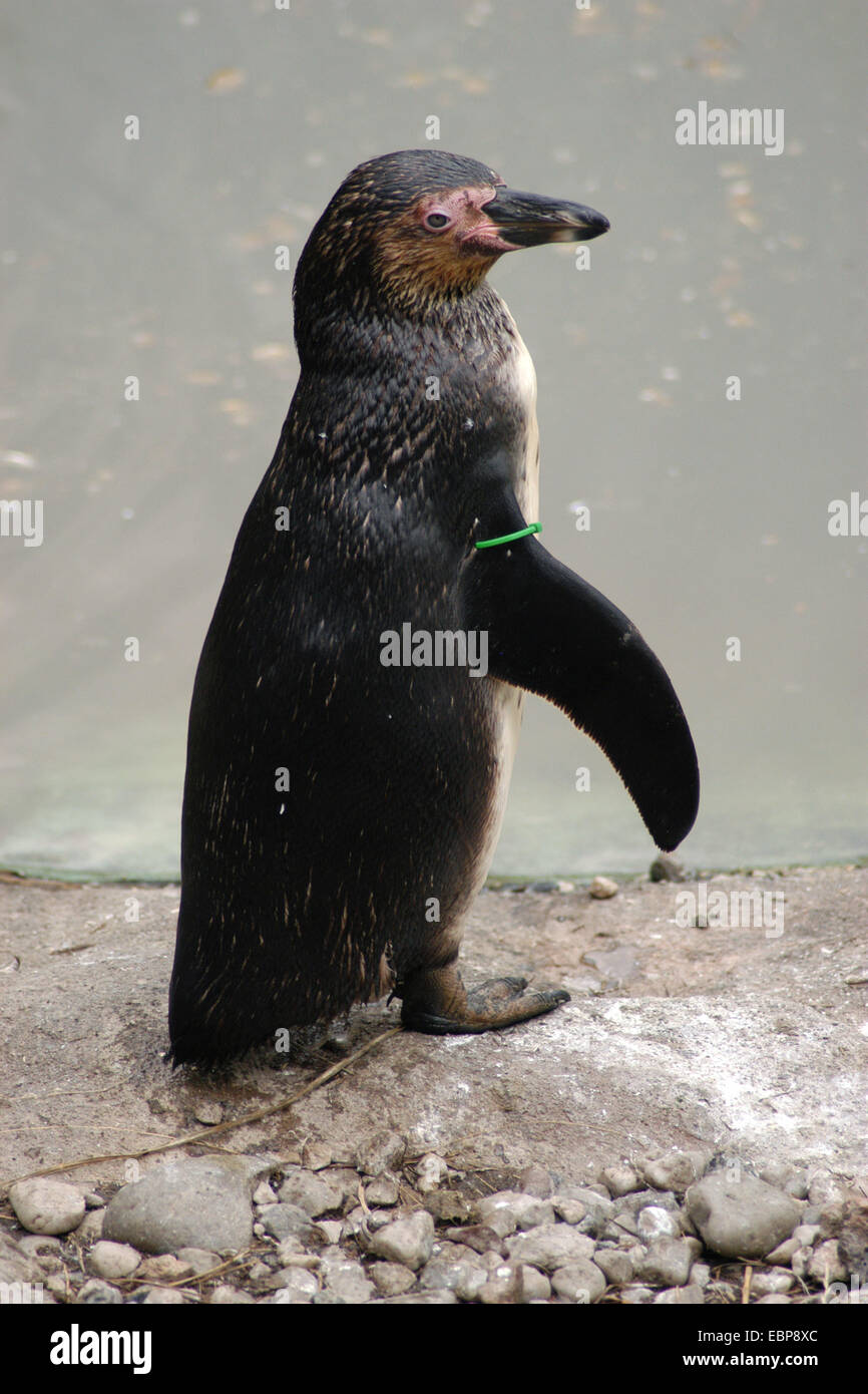 Humboldt-Pinguin (Spheniscus Humboldti), auch bekannt als der chilenischen Pinguin im Zoo von Pilsen in Westböhmen, Tschechien. Stockfoto