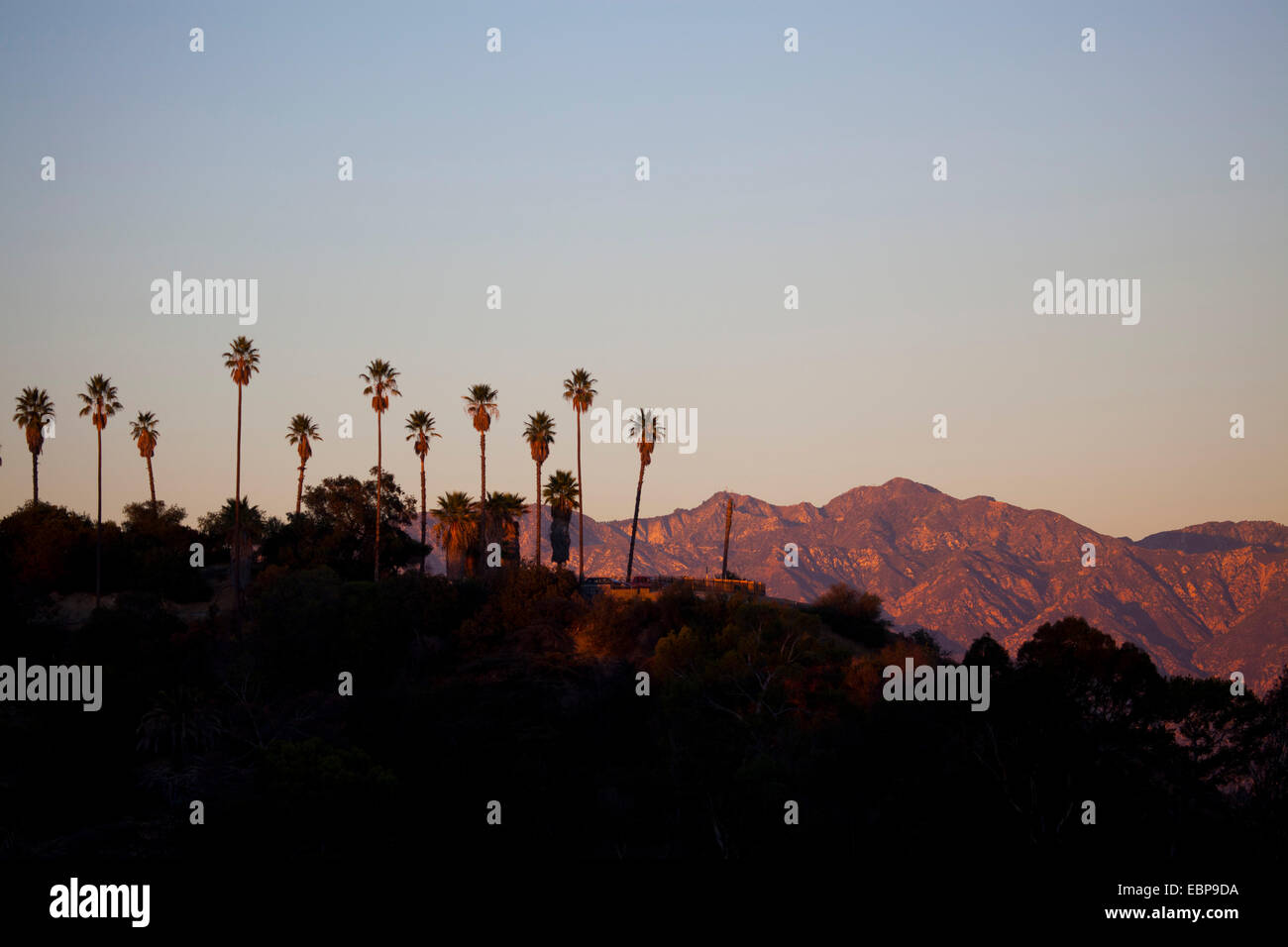 Palmen auf einem Bergrücken Los Angeles, California, Vereinigte Staaten von Amerika Stockfoto