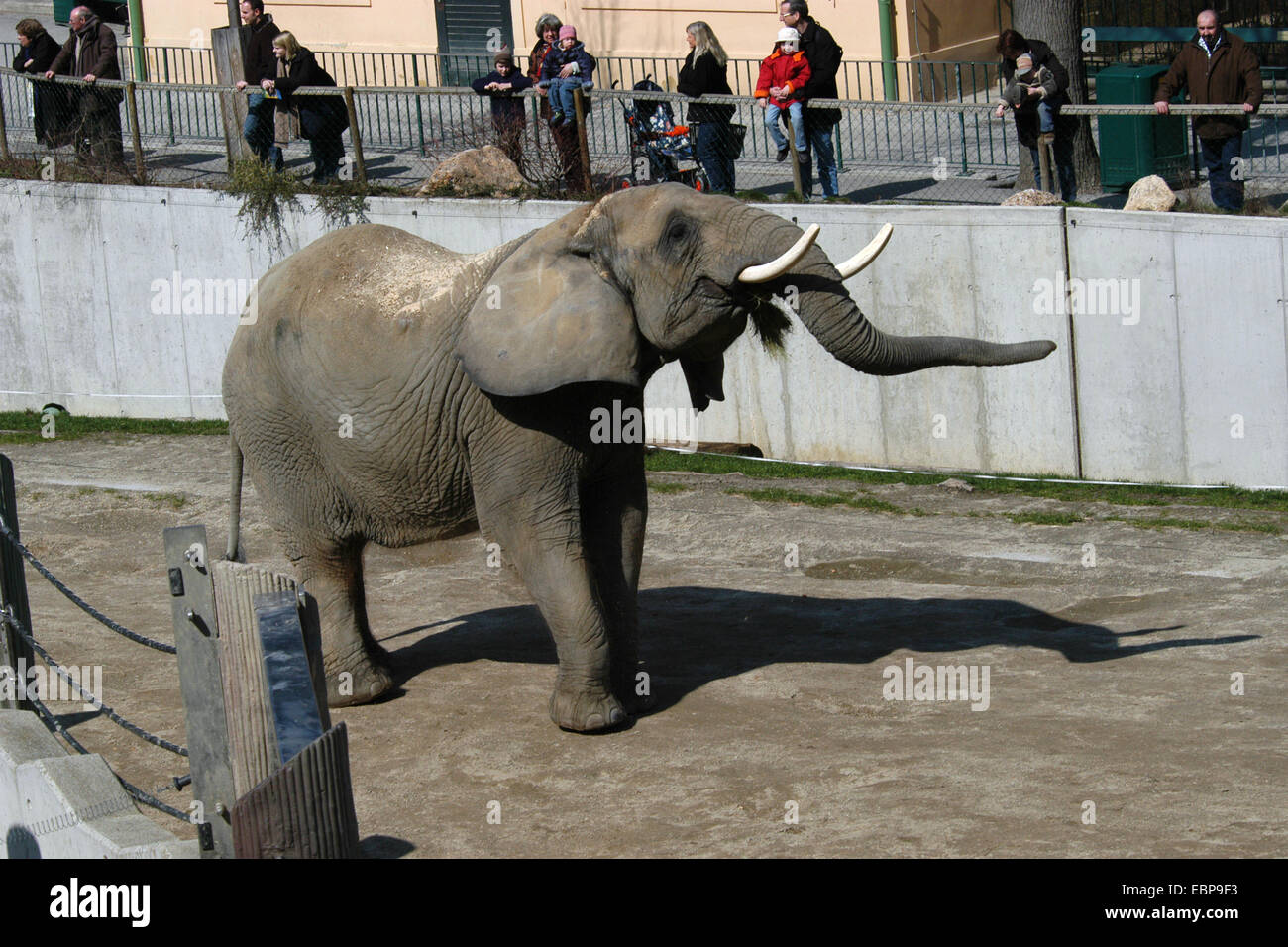 Besucher betrachten ein afrikanischer Elefant (Loxodonta Africana) in seinem Gehege im Schönbrunn Zoo in Wien, Österreich. Stockfoto