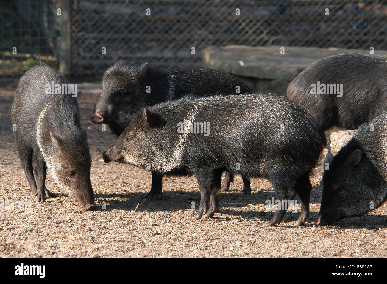 Halsbandpekaris (Pecari Tajacu) im Schönbrunn Zoo in Wien, Österreich. Stockfoto